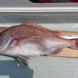 フィッシングボートACE(エース) 釣果