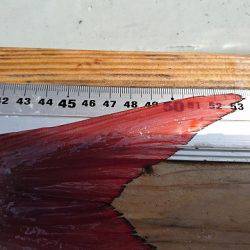 フィッシングボートACE(エース) 釣果