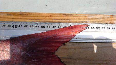 フィッシングボートACE(エース) 釣果