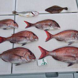 フィッシングボートACE(エース) 釣果