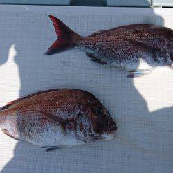 フィッシングボートACE（エース） 釣果