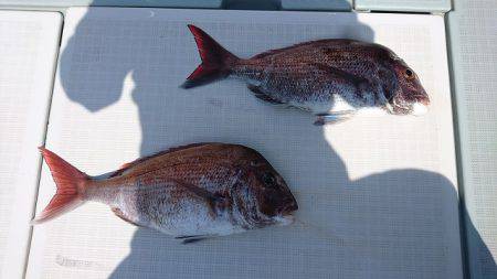 フィッシングボートACE（エース） 釣果