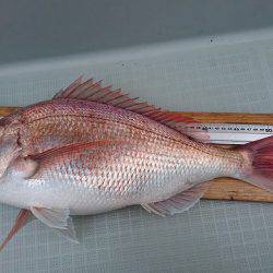 フィッシングボートACE(エース) 釣果