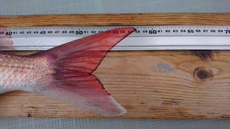 フィッシングボートACE(エース) 釣果