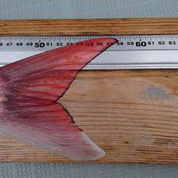 フィッシングボートACE(エース) 釣果