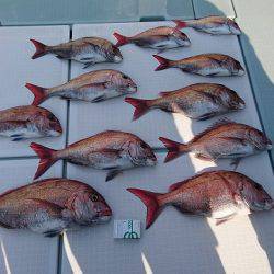 フィッシングボートACE(エース) 釣果