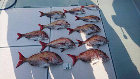 フィッシングボートACE(エース) 釣果