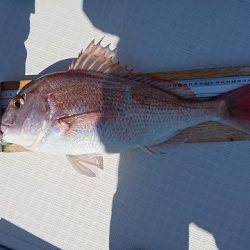 フィッシングボートACE(エース) 釣果