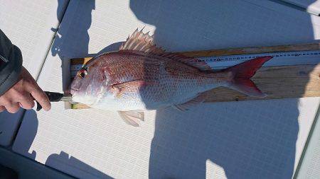 フィッシングボートACE(エース) 釣果