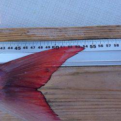 フィッシングボートACE(エース) 釣果