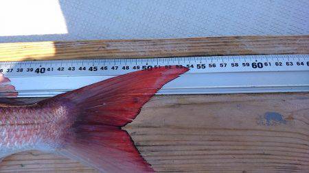 フィッシングボートACE(エース) 釣果