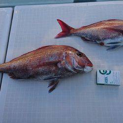 フィッシングボートACE(エース) 釣果