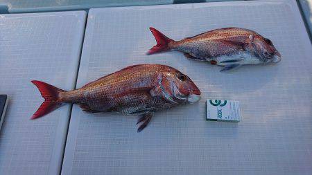 フィッシングボートACE(エース) 釣果