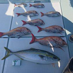 フィッシングボートACE（エース） 釣果