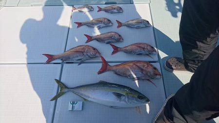 フィッシングボートACE（エース） 釣果