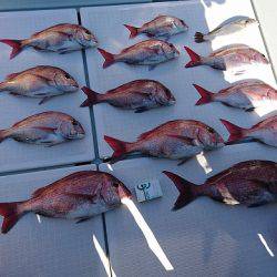 フィッシングボートACE(エース) 釣果