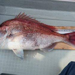 フィッシングボートACE(エース) 釣果