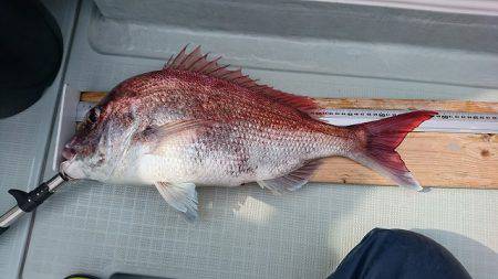 フィッシングボートACE(エース) 釣果