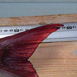 フィッシングボートACE(エース) 釣果