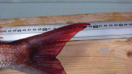 フィッシングボートACE(エース) 釣果