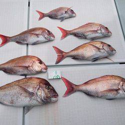 フィッシングボートACE(エース) 釣果