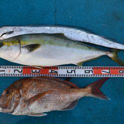 アジアマリンサービス 釣果