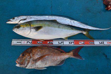 アジアマリンサービス 釣果