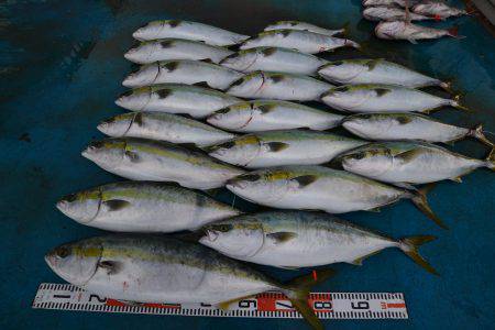 アジアマリンサービス 釣果