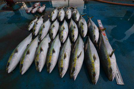 アジアマリンサービス 釣果