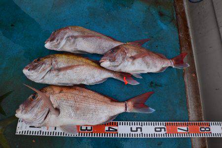 アジアマリンサービス 釣果