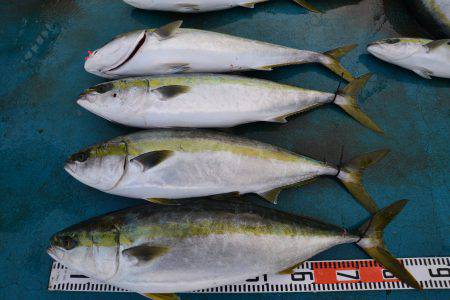 アジアマリンサービス 釣果