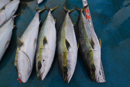 アジアマリンサービス 釣果