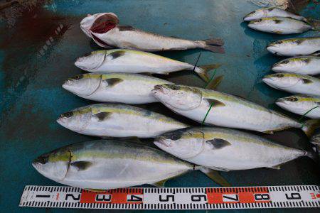 アジアマリンサービス 釣果