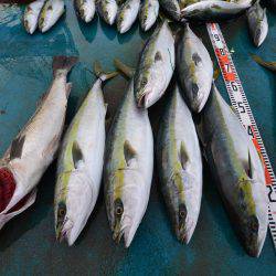 アジアマリンサービス 釣果