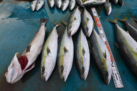 アジアマリンサービス 釣果
