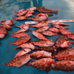 アジアマリンサービス 釣果