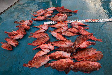 アジアマリンサービス 釣果