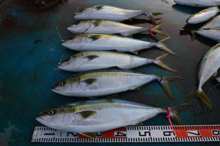 アジアマリンサービス 釣果