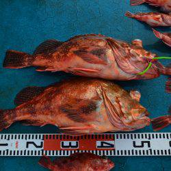 アジアマリンサービス 釣果