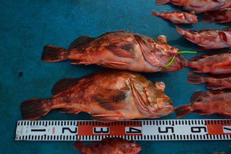 アジアマリンサービス 釣果