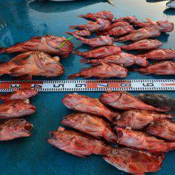 アジアマリンサービス 釣果