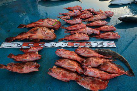 アジアマリンサービス 釣果