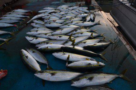 アジアマリンサービス 釣果
