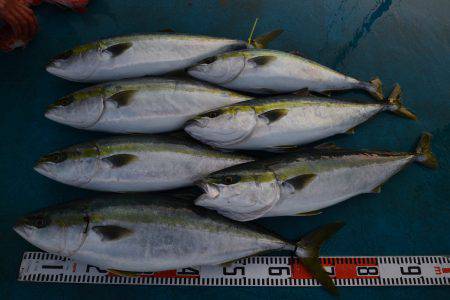 アジアマリンサービス 釣果