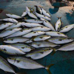 アジアマリンサービス 釣果
