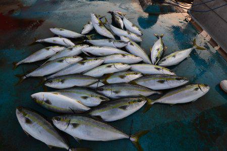アジアマリンサービス 釣果
