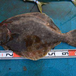 アジアマリンサービス 釣果