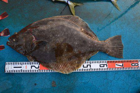 アジアマリンサービス 釣果