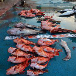 アジアマリンサービス 釣果