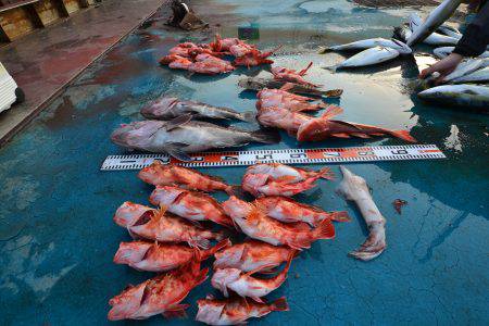 アジアマリンサービス 釣果